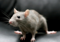 Живая крыса стоит в 10 раз дешевле, чем игрушка