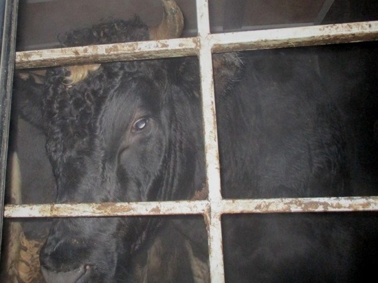 Лосиное мясо и трех коров хотели незаконно ввезти в Псковскую область