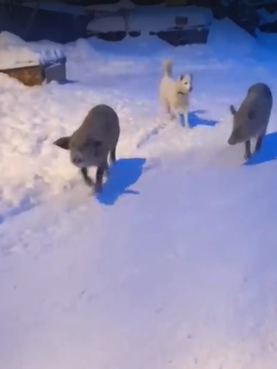 Дружелюбные свиньи гуляют по улице в Лабытнанги
