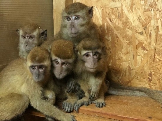 В Брянске временно приютили 38 обезьянок-нелегалов