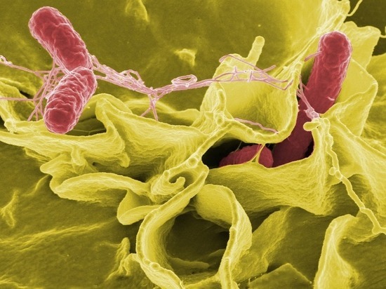 Не поддается антибиотикам: во рту найдена бактерия, провоцирующая рак, диабет