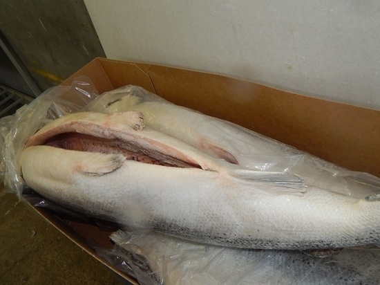 17 тонн лосося запретили ввозить в Псковскую область