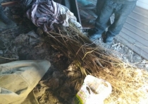 Полицейские обнаружили почти 9 килограммов наркотиков растительного происхождения в доме 44-летнего жителя Черновского района Читы, сообщили в пресс-службе УМВД по Забайкальскому краю