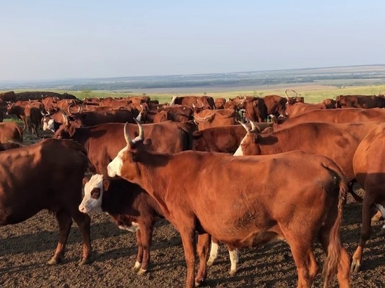  В Калмыкии пересмотрят дело о хищении скота