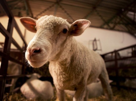 Перевозка животных без документов привела к вспышке оспы овец и коз в Псковской области
