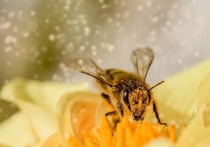 Взять под свое крыло самых уязвимых насекомых в Московской области — пчел - намерены депутаты Мособлдумы
