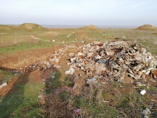 Неподалеку от калмыцкой столицы обнаружена свалка биоотходов