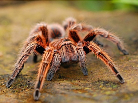 Биолог предупредил о появлении тарантулов и каракуртов в Москве