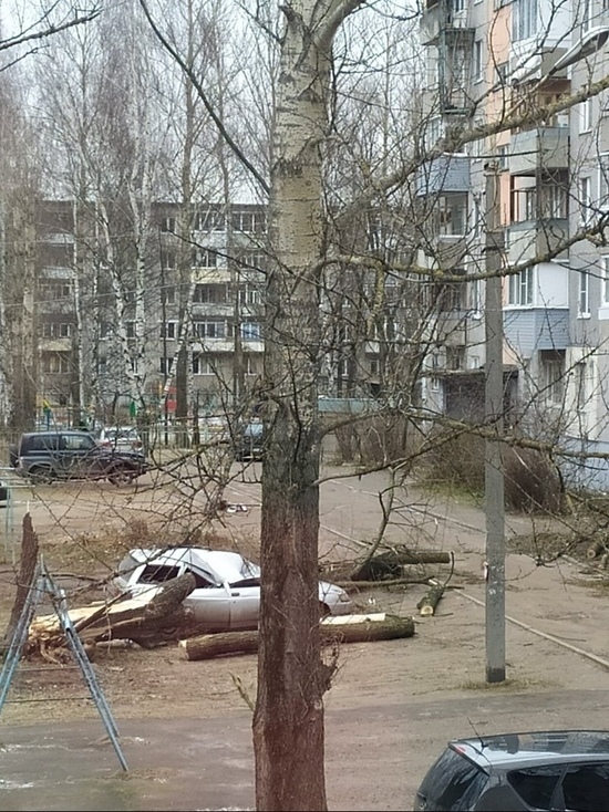Фото липовой горы ярославль В Заволжском районе Ярославля дерево расплющило автомобиль - МК Ярославль