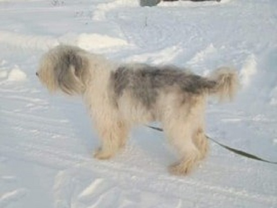 Кобелю южнорусской овчарки из Новосибирска ищут новый дом в Кузбассе после смерти его хозяйки