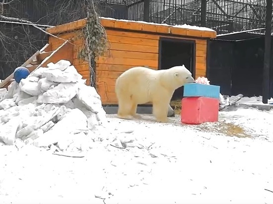 Дед Мороз принес подарок белой медведице из Норильска