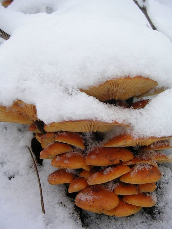 В декабре под Тулой местные жители нашли живые грибы