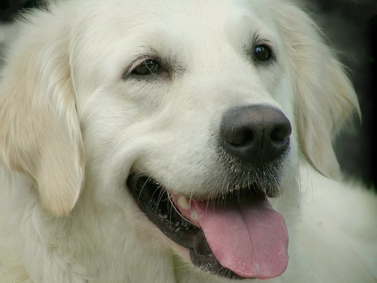 Собаки-зоотерапевты избавили хабаровских студентов от стрессов