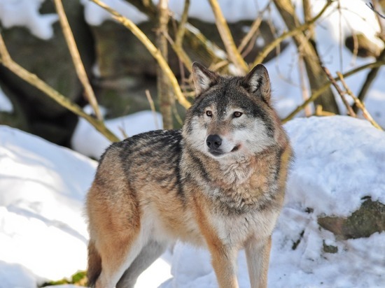 Волки нападают за скот в Ононском районе, охотники зверей не нашли