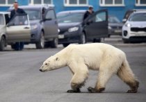 Сейчас белая медведица живет в "Роевом ручье" и поправилась до 180 кг