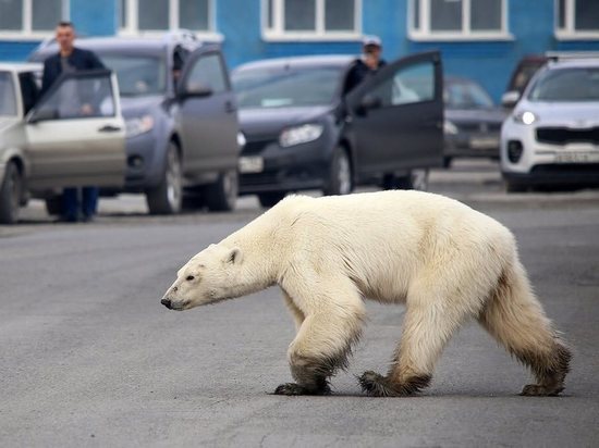 Журнал Time включил снимок белой медведицы в Норильске в топ-100 фото года