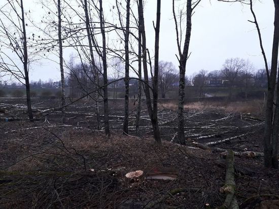 Не вырубка деревьев, а благоустройство парка - что происходит у Мирожского монастыря