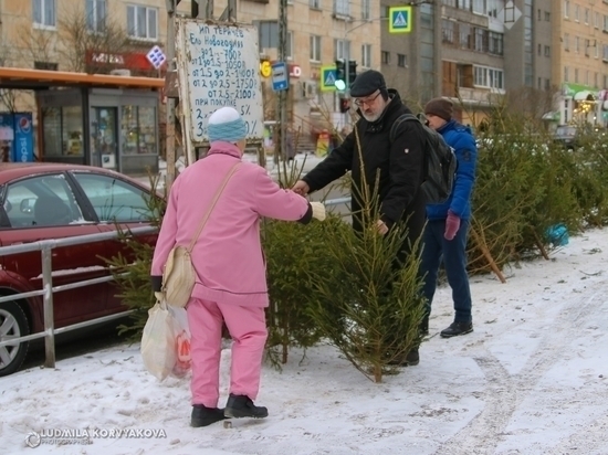 В Петрозаводске открылись елочные базары