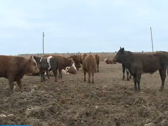 В Калмыкии зимовка скота идет в штатном режиме