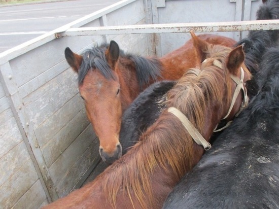Коров и лошадей везли без воды и еды из Белоруссии в Псковскую область