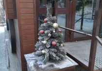 Двоим жителям Читы грозит уголовная ответственность за кражу искусственной новогодней елки с территории магазина на Проспекте Советов, сообщили 24 декабря в пресс-службе УМВД по Забайкальскому краю