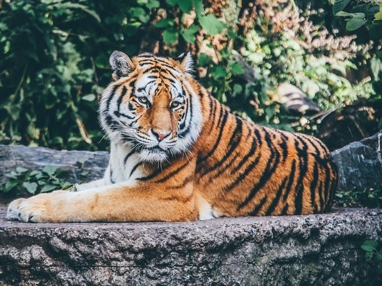 Отец снял на видео, как тигр нападет на сына в зоопарке