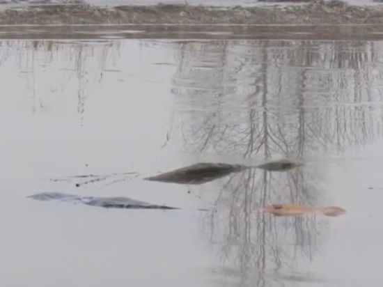 В Костромской области сторож детского лагеря утонула в реке вместе с собакой