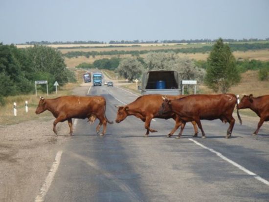 На калмыцкой дороге еще один автомобилист пострадал от коровы