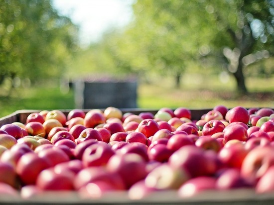 Загадка яблок: почему при небывалом урожае едим импорт