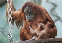В семействе редчайших приматов планеты, которое живет в Московском зоопарке, родился детеныш