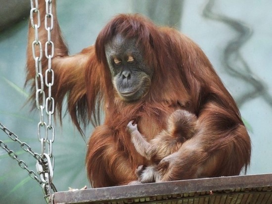 Самка орангутана попалась на измене в зоопарке