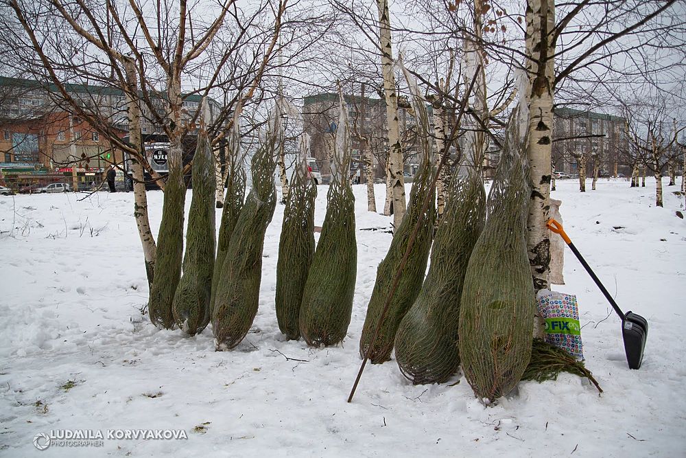 Елки-иголки: где в Петрозаводске можно найти самую пушистую елку