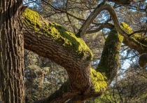 В Красногорском округе обнаружили уникальный дуб, которому, по предварительным подсчетам, около 300 лет