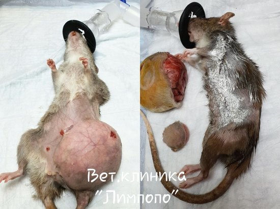 Красноярские ветеринары удалили две опухоли размером с орех домашней крысе