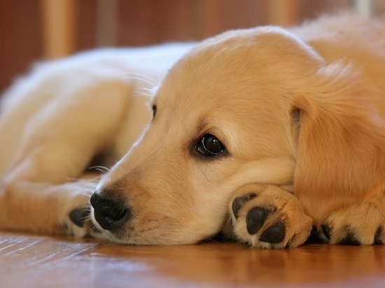 Двух убитых собак нашли в карельском городе