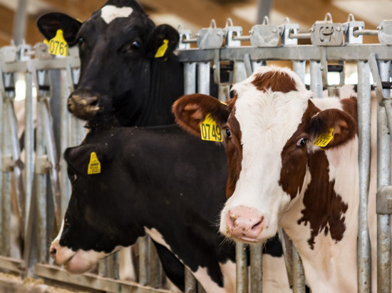 На молочно-товарной ферме «Дамате» появятся новые постояльцы