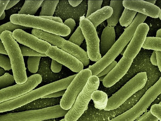 Микроорганизмы перестали бояться антибиотиков