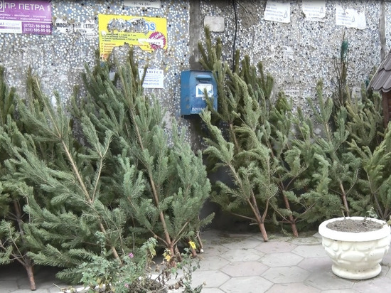 Новогодние елки в Дагестан завезли из других регионов