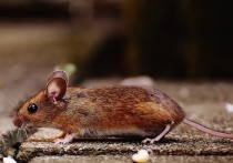 Псковские крысоводы предлагают символы года чуть ли не выводками