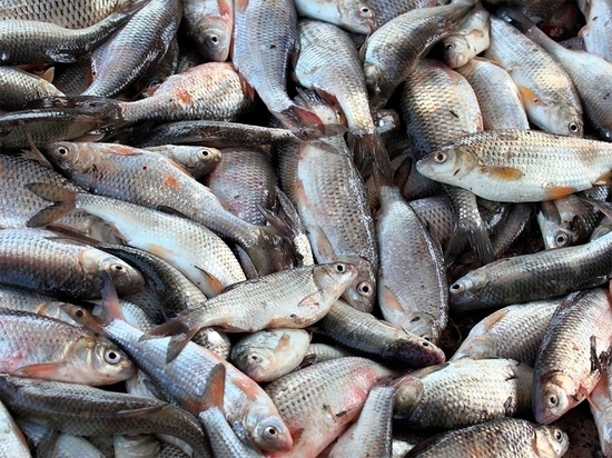 В Дагестане вылов рыбы увеличился в три раза
