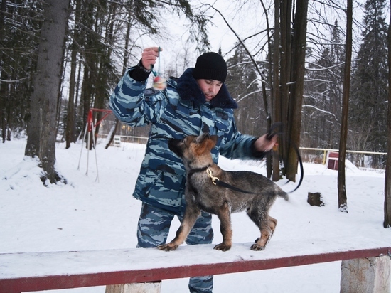 Полицейский пес Северус осваивает профессию