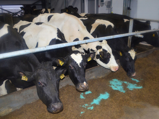 Валовой суточный надой молока увеличится с 73-75 тонн до 83-85 тонн
