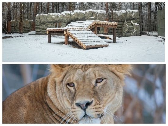 Новосибирский зоопарк сделал львам и тиграм новогодний подарок