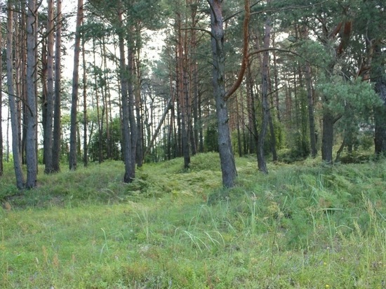 В 2020 году будет реорганизован лесхоз Иркутской области