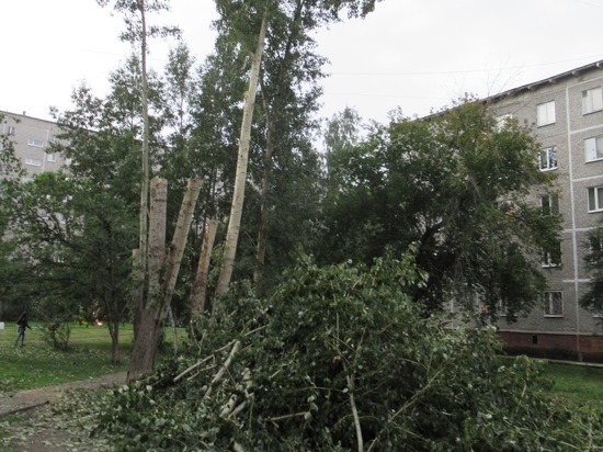 2018 деревьев за год обрезали и удалили в Октябрьском районе Екатеринбурга