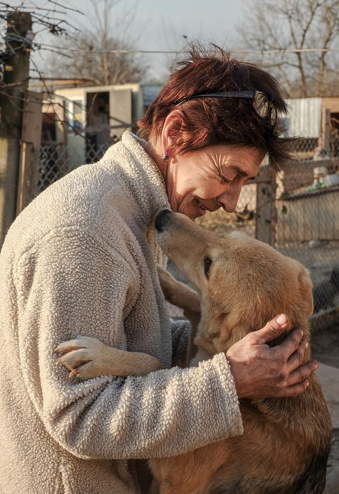 Жительница Кубани приютила в своем дворе больше 560 спасенных собак