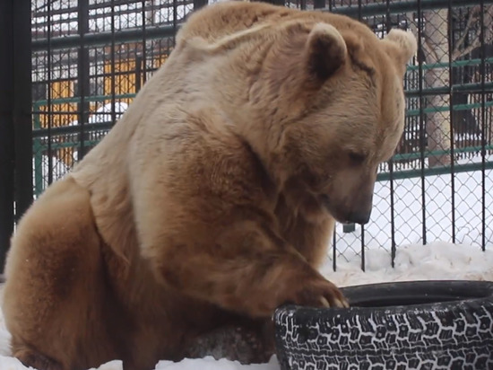 Из-за аномальной оттепели в зоопарке проснулся медведь и занялся спортом