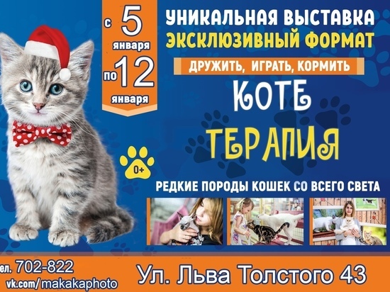Зоозащитники будут добиваться закрытия выставки кошек, которая проходит в Пскове