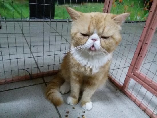 Псковские зоозащитники о выставке кошек: И такой кошмар ездит по всей стране