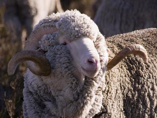 Элитных овец Дагестана закупит Белоруссия